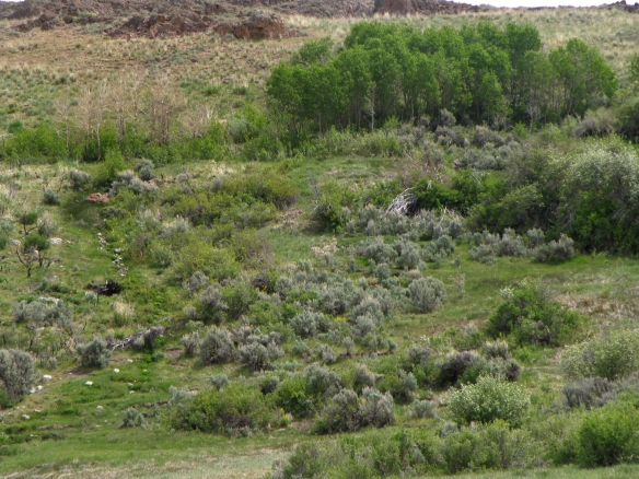This is a view from the meadow up towards the spring on the left side of the photo. The red rock is where we got our drinking water, the dark rock halfway down the hill is the site of our shower. This quaking aspens have been there for over a century. My grandfather carved our names into one of them near where he saw names of pioneers with dates from the 1840s. He also found a wagon wheel hub up there when I was a kid.